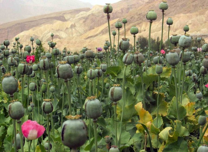 opium verbouwen je eigen achtertuin? | DE GROENE VINGER