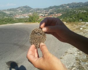 Egeltje in Montenegro